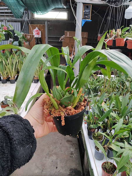 Coelogyne xyrekes x cristata var hololeuca.jpg