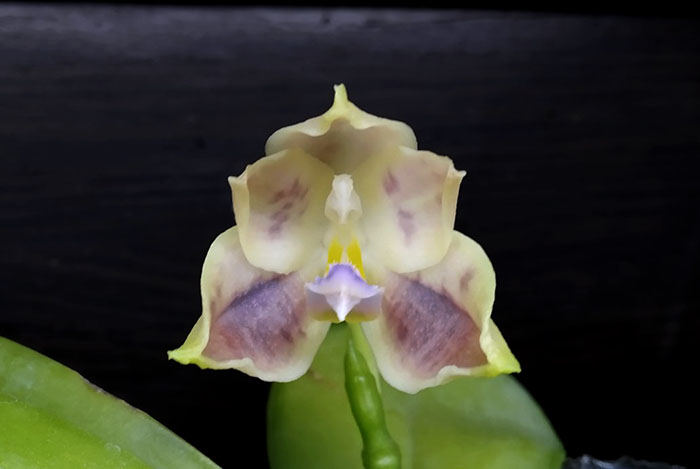 Phalaenopsis SWR GV 'Yin#1' x Tzu Chiang Litlitz 'Fumi'.jpg