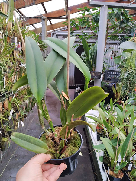 Cattleya labiata amethystina 'Rosa Madalena' x self.jpg
