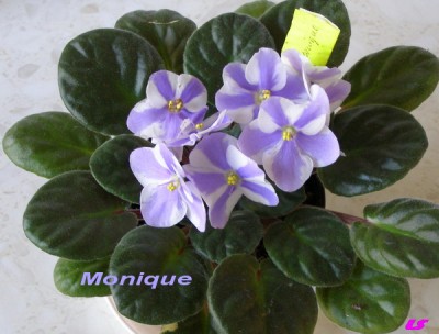 Всего 2 цветоноса...