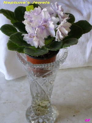 Новая технология фитильного полива :)))