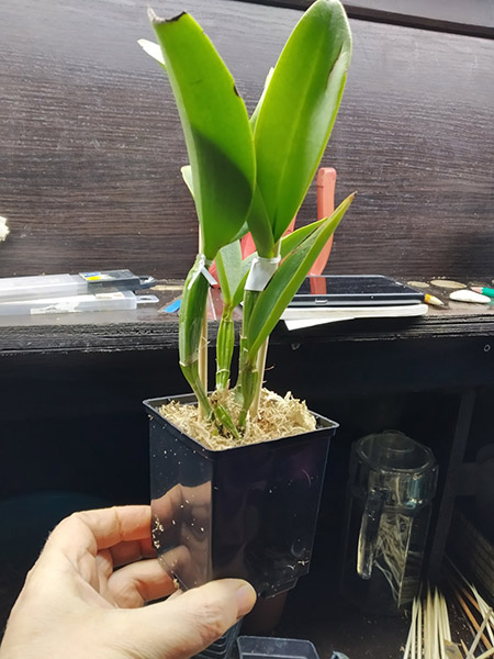 Cattleya violacea carnea 'Gustavo Queiroz' x self.jpg