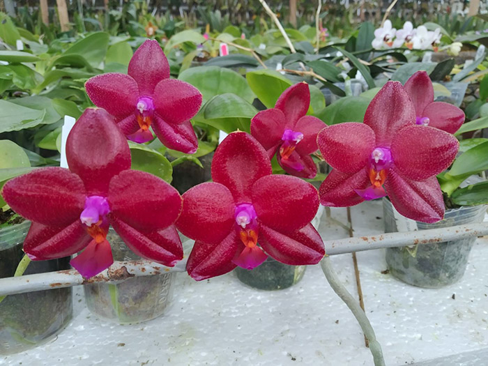 Phalaenopsis LD Sun Dragon 'Snake Scales'.jpg