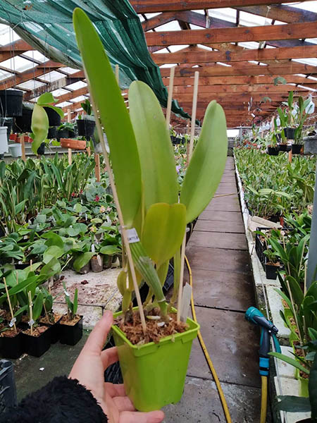 Cattleya warneri flamea 'Katiuscia' x tipo.jpg