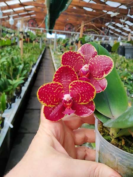Phalaenopsis Chienlung Golden Diamond.jpg