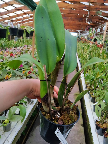 Cattleya labiata 'Yellow Eyes' x self.jpg