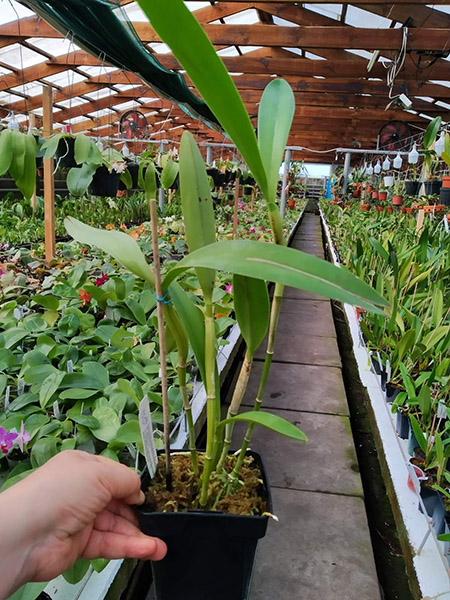 Cattleya bowringiana.jpg