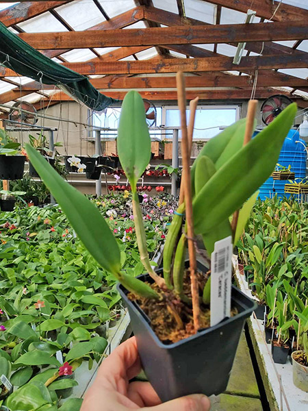 Cattleya lueddemanniana alba x alba 'Caracas'.jpg