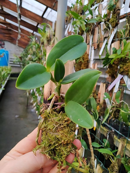 Cattleya aclandiae alba 'SVO'.jpg