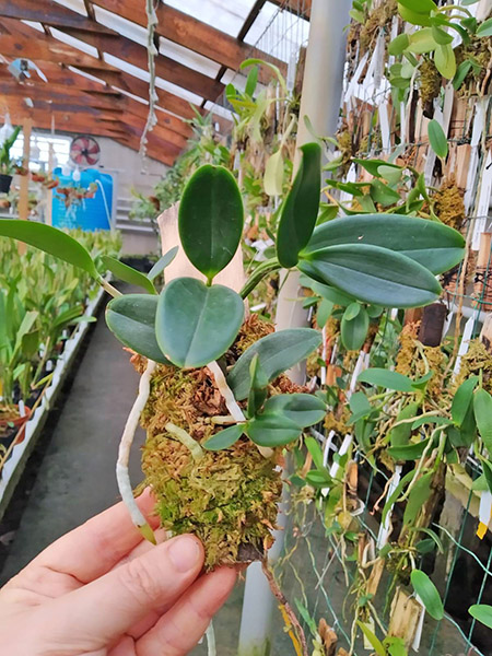 Cattleya aclandiae lilacina 'Mercedita' x aclandiae nigrescens 'Mae Preta'.jpg