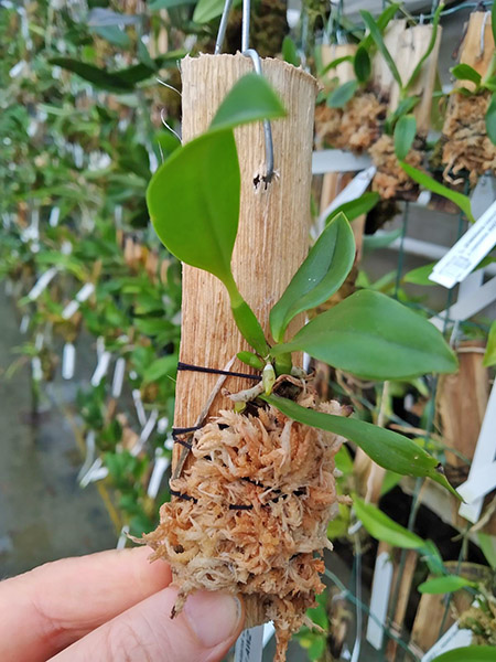 Laelia praestans concolor AWZ 'OES' x concolor AWZ 'Goostave Loose'.jpg