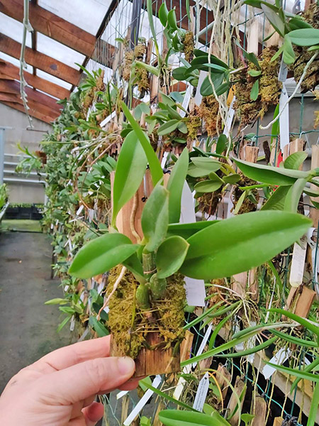 Laelia sincorana.jpg