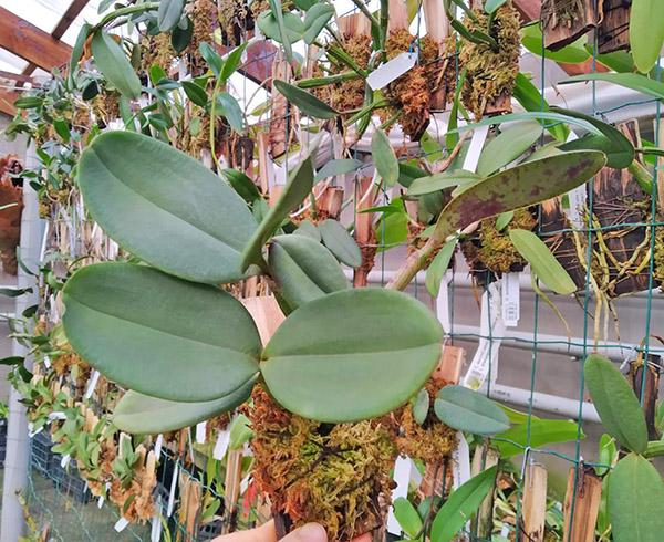 Cattleya schilleriana 'Agua Surda' x Cattleya schilleriana 'Olinda'.jpg