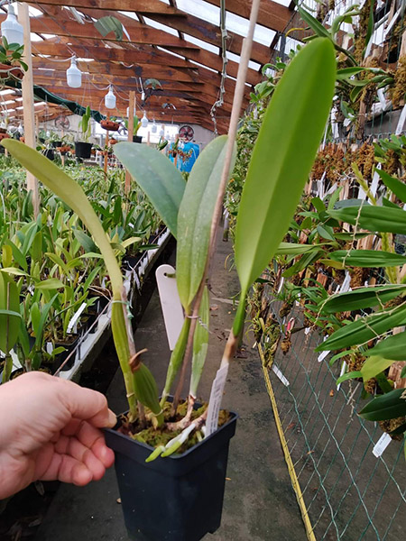 Cattleya trianae var coerulea flamea x coerulea (Multiclone division).jpg