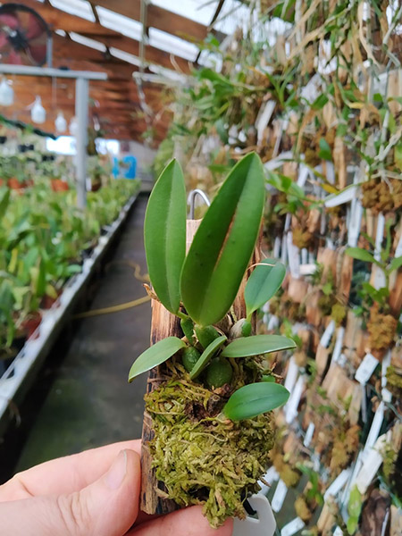 Sophronitis brevipedunculata.jpg