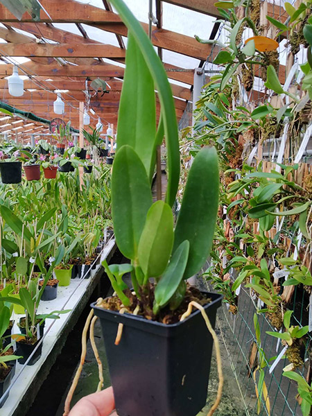 Cattleya labiata var venosa.jpg