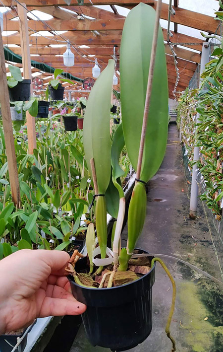 Cattleya labiata rubra-orlata-splash 'Z-68' x SELF.jpg