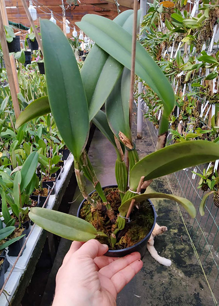 Cattleya labiata amethystina 'Rosa Madalena' x self.jpg