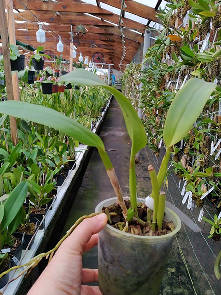 Cattleya labiata semi-alba 'Arlequim' x 'Branca de Neve'.jpg