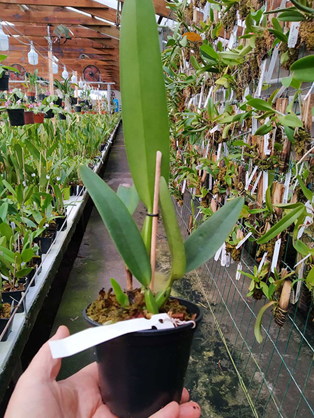 Cattleya labiata (suave 'Z-904' x roxo bispo 'Urbano').jpg