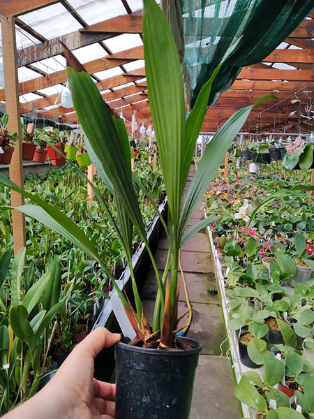 Coelogyne pulverula.jpg