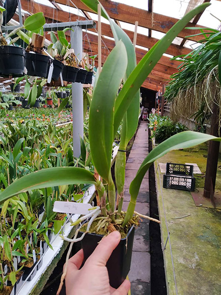 Rhyncholaeliocattleya Hey Song.jpg