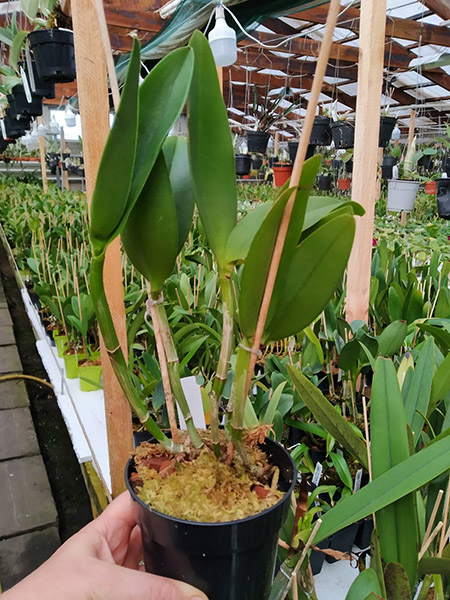 Rhyncholaeliocattleya Durigan 'Hercules'.jpg