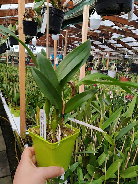 Cattleya bowringiana coerulea 'Fujiko' x labiata coerulea 'Azulao'.jpg
