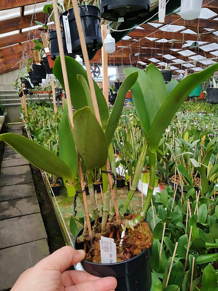 Rhyncholaeliocattleya Durigan Aquarius.jpg