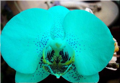 phalenopsis13blu.jpg