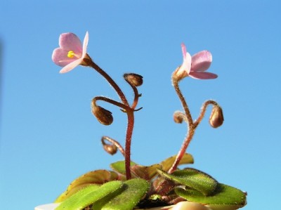это подарок Раскидайки зацвел