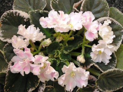 Венок от Pink Sensation