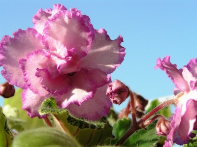 Fredette Risen Star.jpg