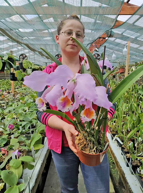Cattleya mossiae yellow lip x coerulea 'Pablo'.jpg