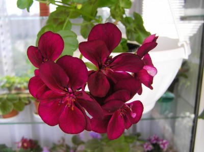 Моя Гоша зацвела, еле спасла после зимы малюсенький черенок и вот она -  красавица