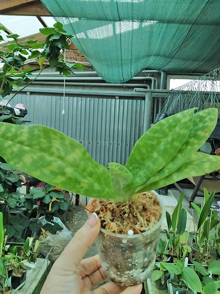 Paphiopedilum Maudiae alba (In-Charm).jpg