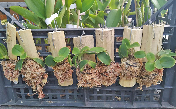 Cattleya nobilior lineata 'Porcao dobrada' x self.jpg