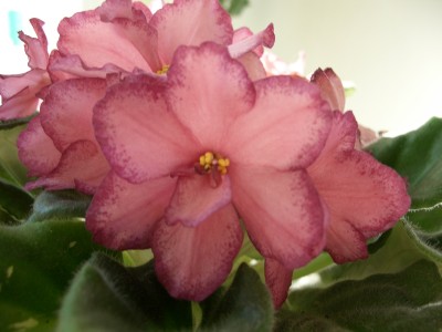 моя самая любимая