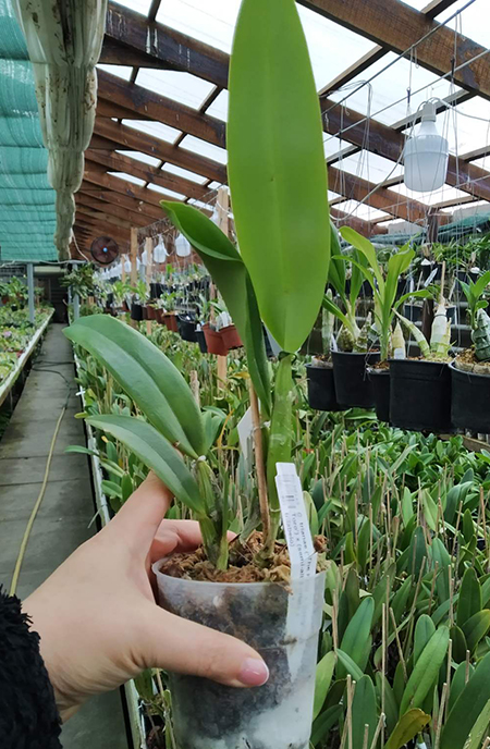 Cattleya trianae ('The King' x 'Sangre de Toro') x (semi-alba orlata x trilabelo).jpg