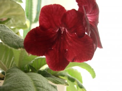 попал в кадр случайно стрепс