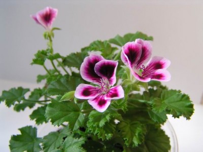 Resize of P5190021.jpg