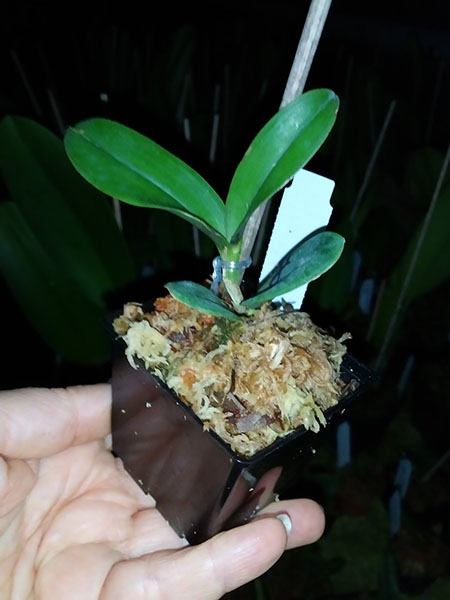 Cattleya schilleriana semi-alba 'Rainha de Esmeraldas'.jpg
