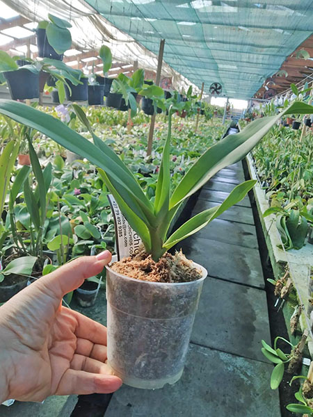 Angraecum longicalcar 'Spitskop' x 'Whytethorne'.jpg