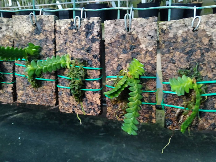 Angraecum distichum.jpg