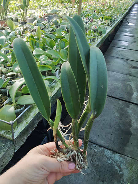 Cattleya maxima (Highland form).jpg