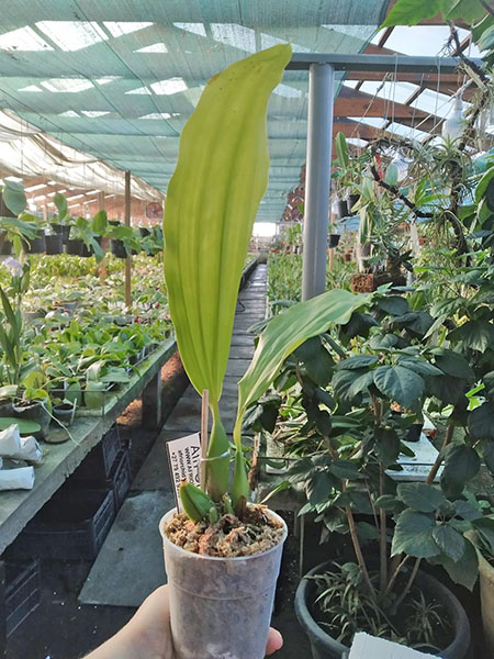 Coelogyne usitana.jpg