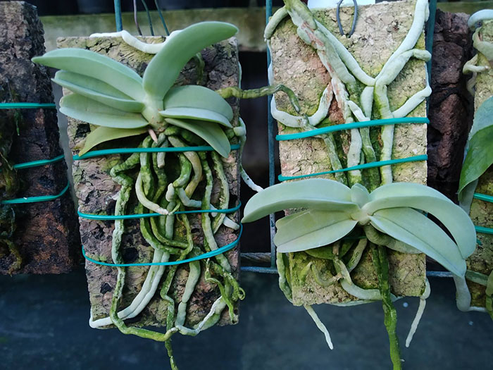 Cyrtorchis crassifolia.jpg