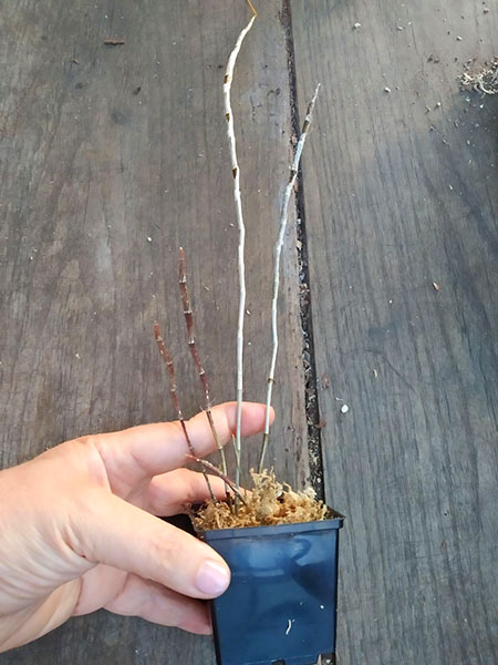 Dendrobium devonianum.jpg