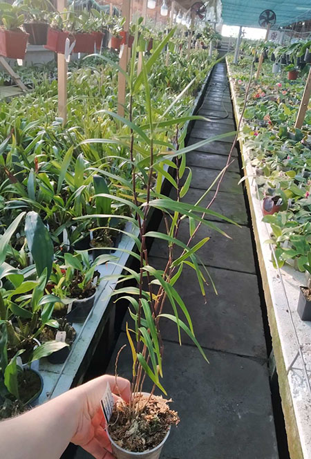 Dendrobium papilio.jpg