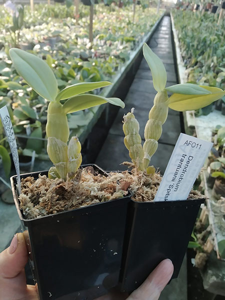 Dendrobium trantuanii.jpg